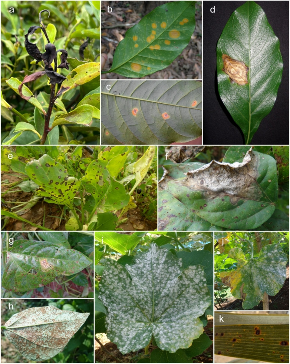 The 50 most researched fungal and oomycete plant pathogens